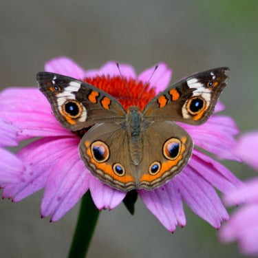 Common Buckeye Butterfly